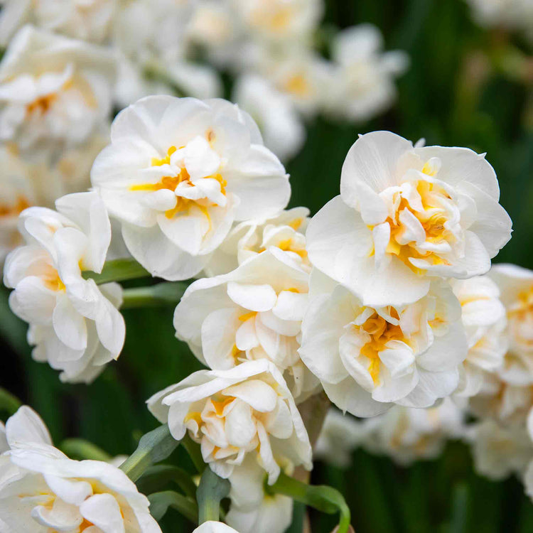 Narcissus 'Bridal Crown' - 10 Bulbs