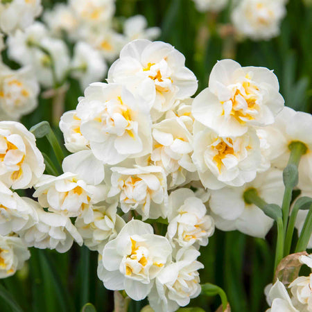 Narcissus 'Bridal Crown' - 10 Bulbs