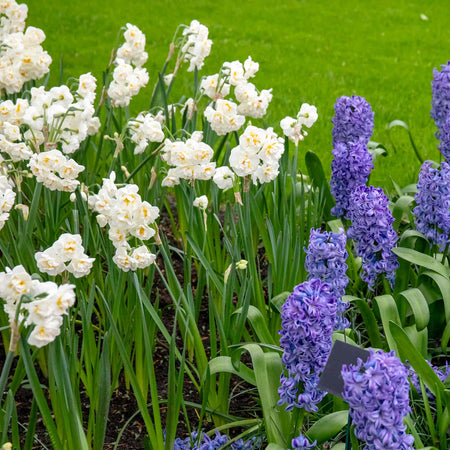 Narcissus 'Bridal Crown' - 10 Bulbs