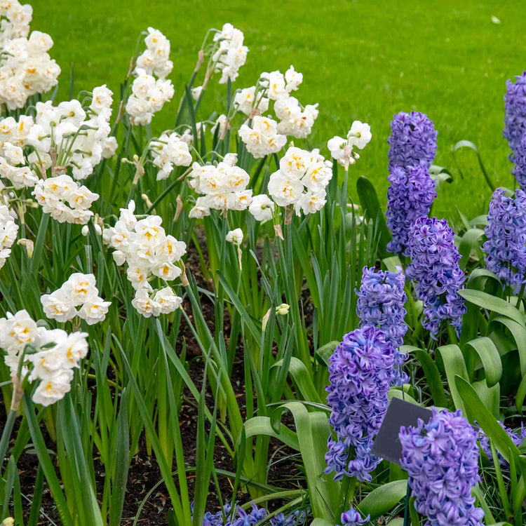 Narcissus 'Bridal Crown' - 10 Bulbs