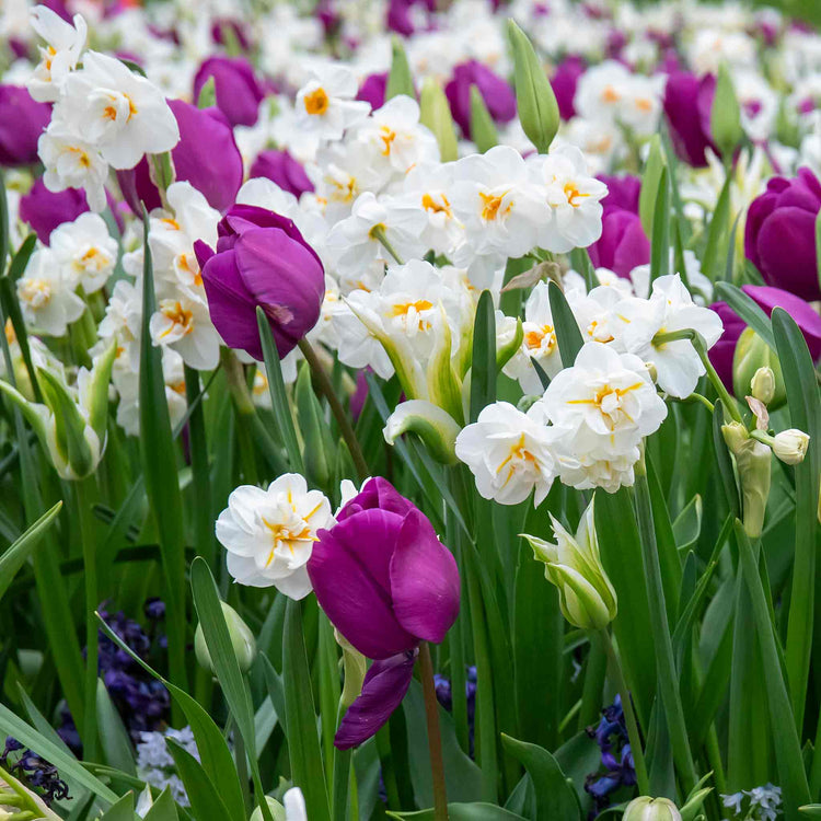 Narcissus 'Bridal Crown' - 10 Bulbs