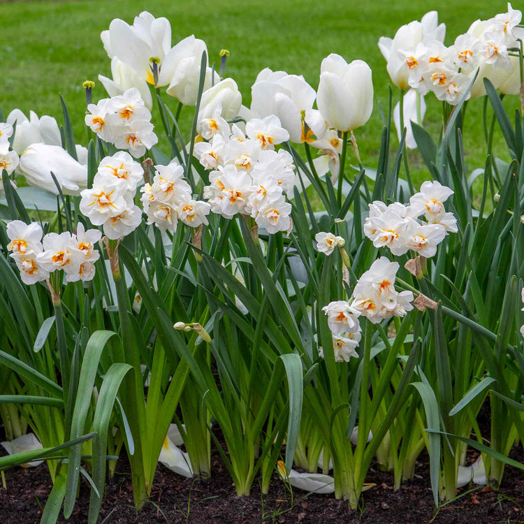 Narcissus 'Bridal Crown' - 10 Bulbs