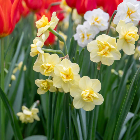 Narcissus 'Yellow Cheerfulness' - 10 Bulbs