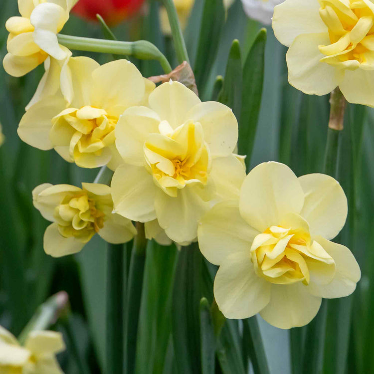 Narcissus 'Yellow Cheerfulness' - 10 Bulbs