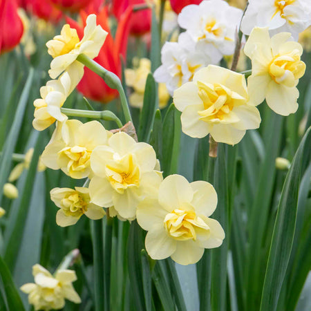 Narcissus 'Yellow Cheerfulness' - 10 Bulbs