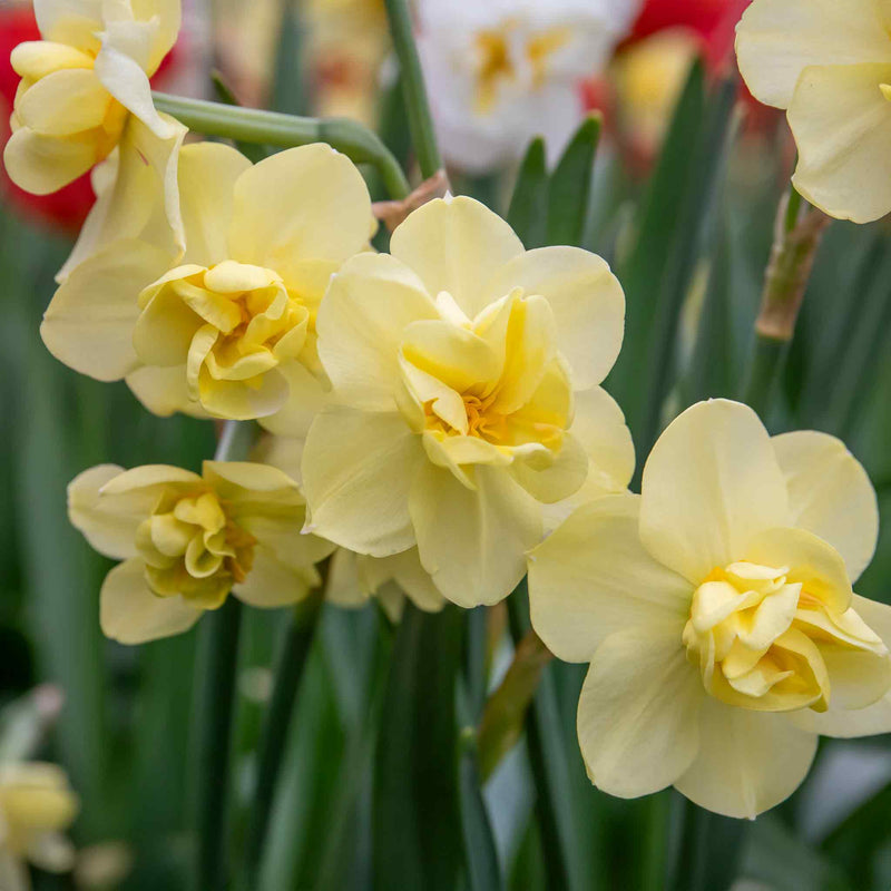 Narcissus 'Yellow Cheerfulness' - 10 Bulbs