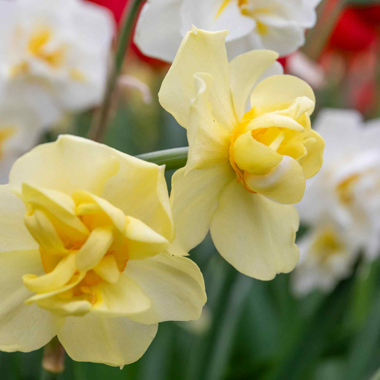 Narcissus 'Yellow Cheerfulness' - 10 Bulbs