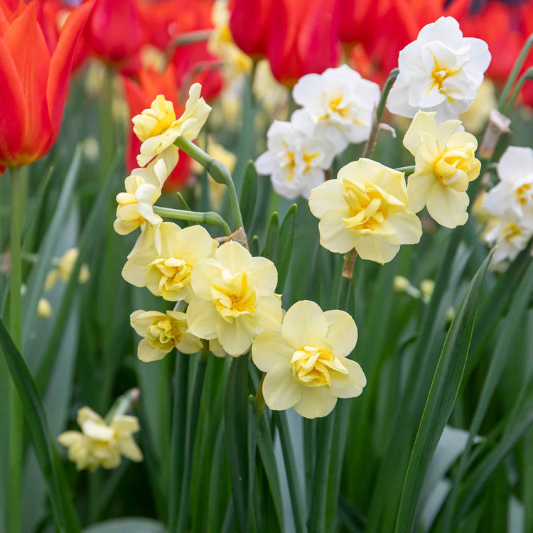 Narcissus 'Yellow Cheerfulness' - 10 Bulbs