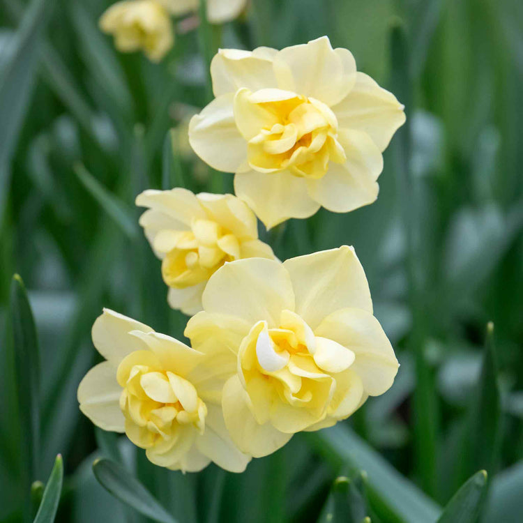 Narcissus 'Yellow Cheerfulness' - 10 Bulbs