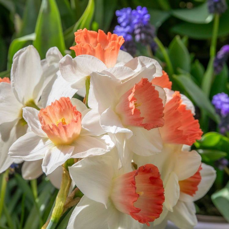 Daffodil Bulbs 'Pink Charm'