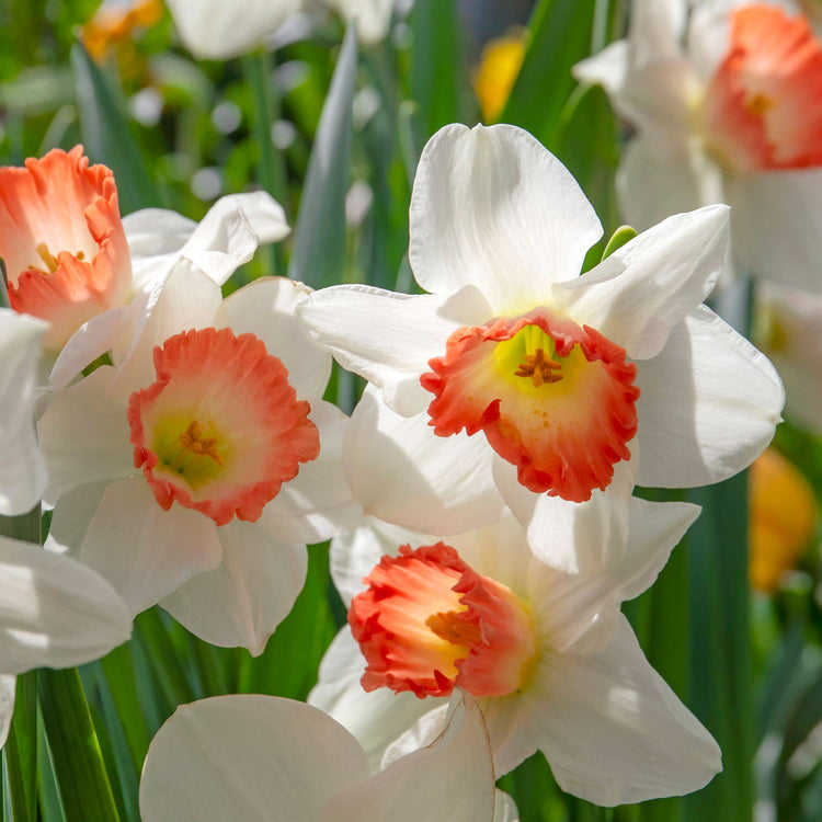 Daffodil Bulbs 'Pink Charm'