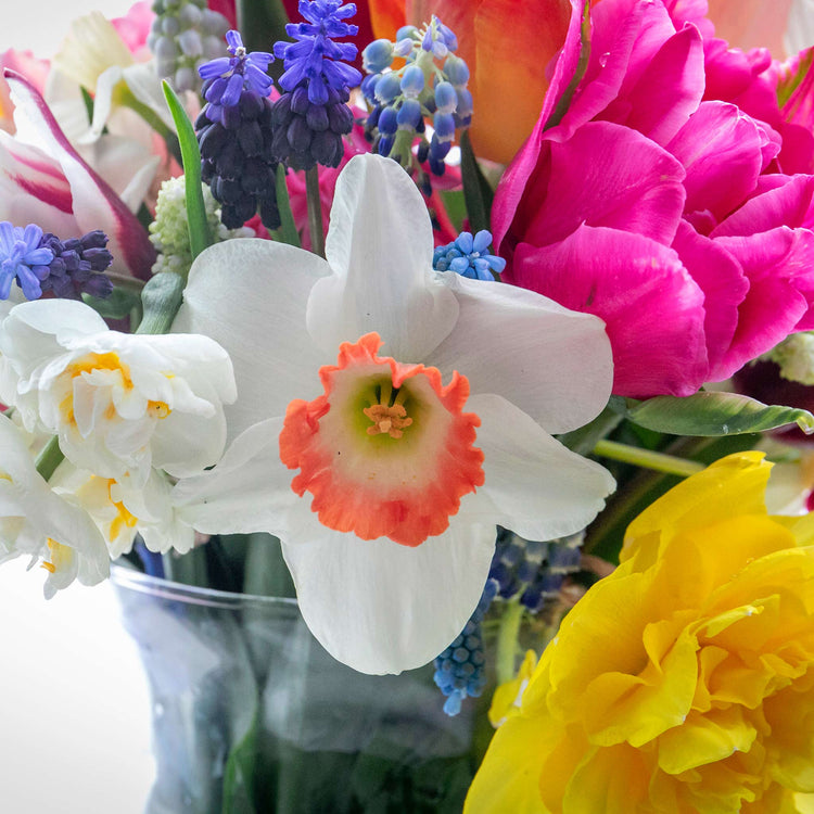 Daffodil Bulbs 'Pink Charm'