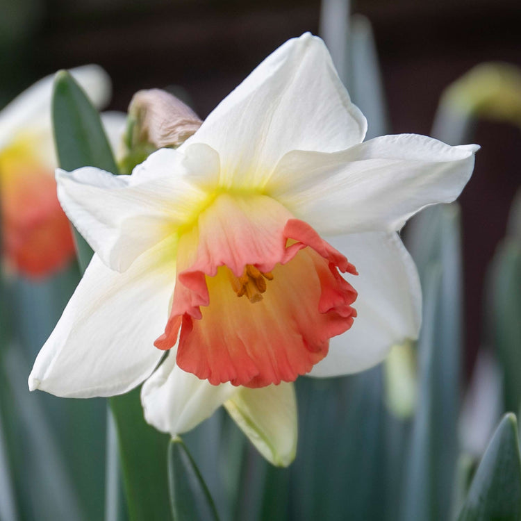 Narcissus 'Salome' - 10 Bulbs