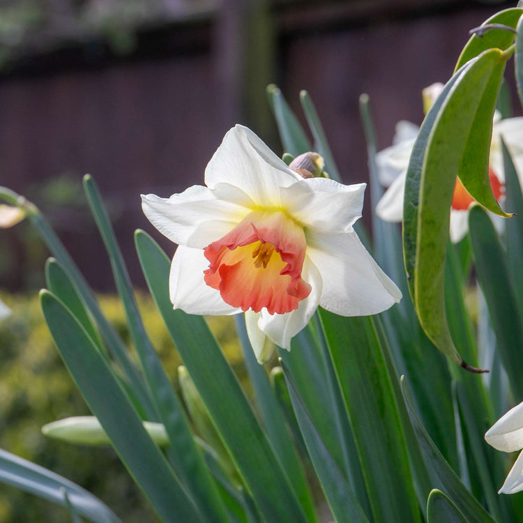 Narcissus 'Salome' - 10 Bulbs