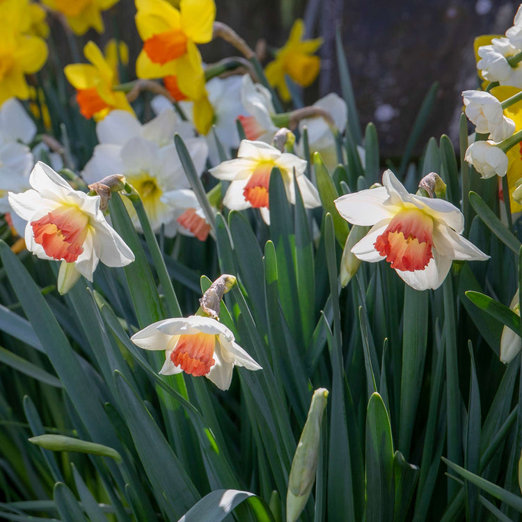 Narcissus 'Salome' - 10 Bulbs