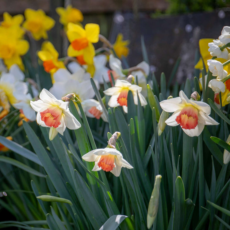 Narcissus 'Salome' - 10 Bulbs