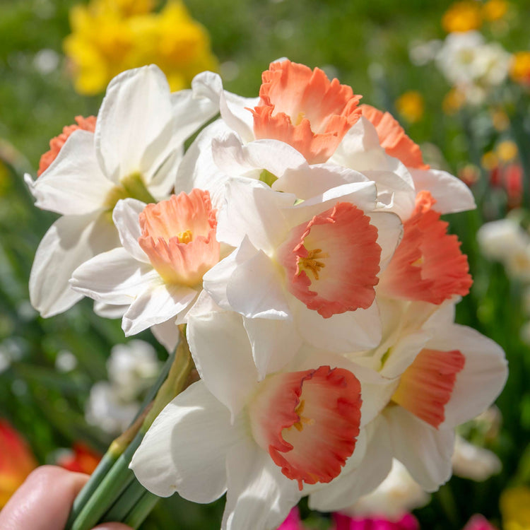 Narcissus 'Salome' - 10 Bulbs