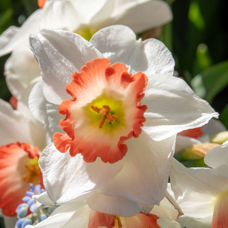 Narcissus 'Salome' - 10 Bulbs