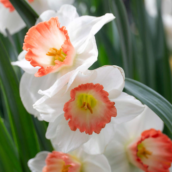 Narcissus 'Salome' - 10 Bulbs