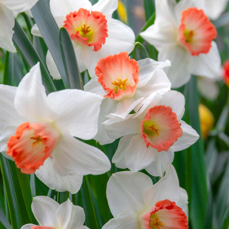 Narcissus 'Salome' - 10 Bulbs