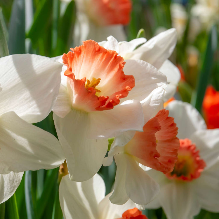 Narcissus 'Salome' - 10 Bulbs