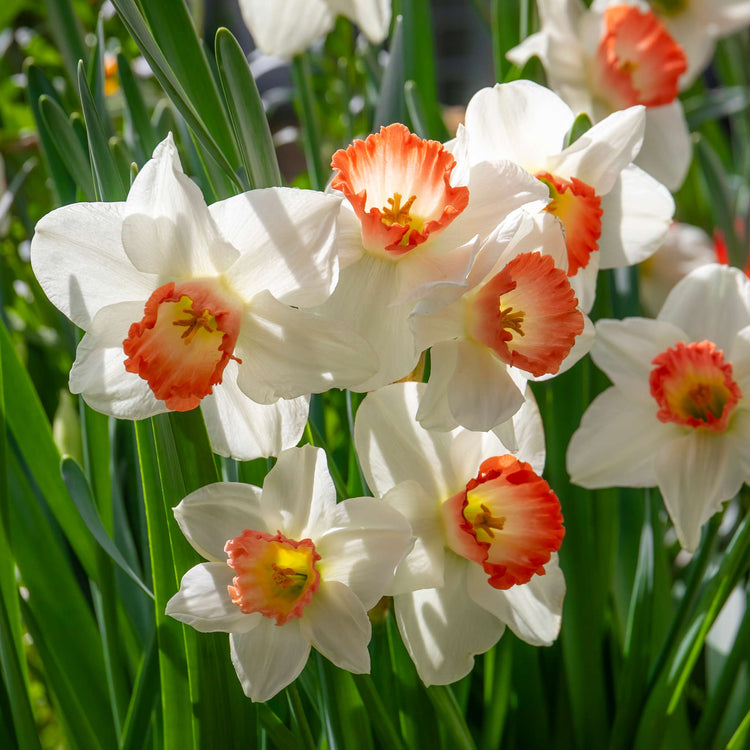 Narcissus 'Salome' - 10 Bulbs