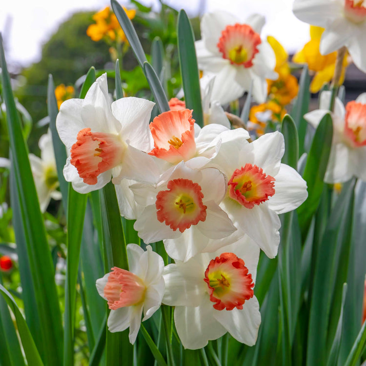 Narcissus 'Salome' - 10 Bulbs