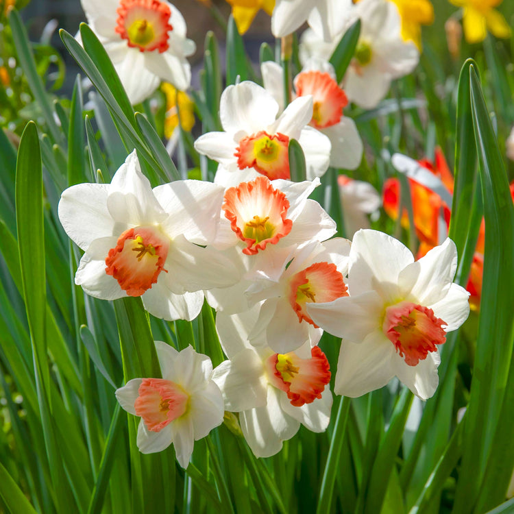 Narcissus 'Salome' - 10 Bulbs