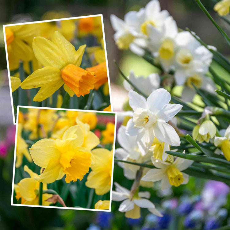 Daffodil Bulbs All Season Collection