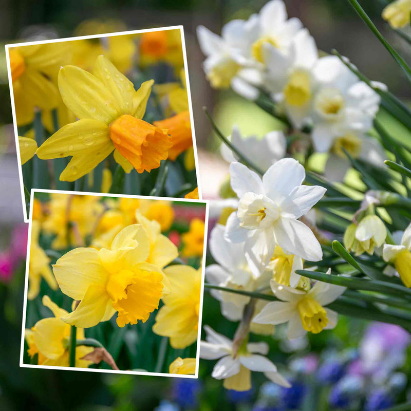 Daffodil Bulbs All Season Collection