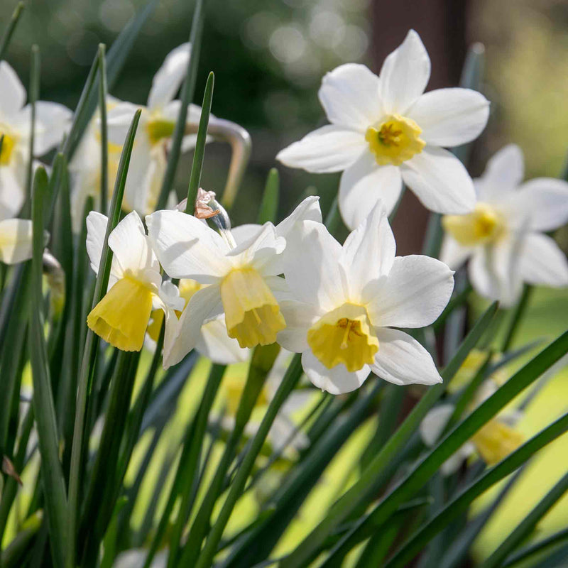 Daffodil Bulbs 'Sail Boat'