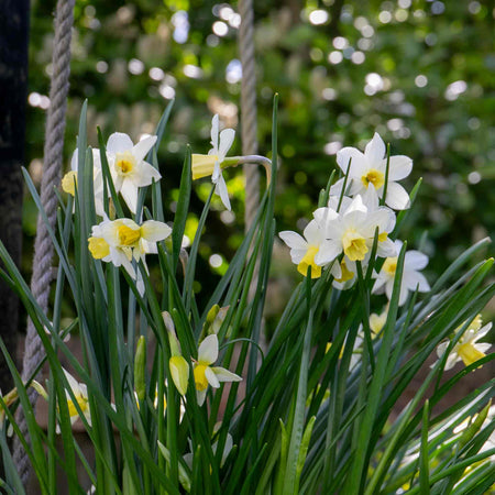 Daffodil Bulbs All Season Collection