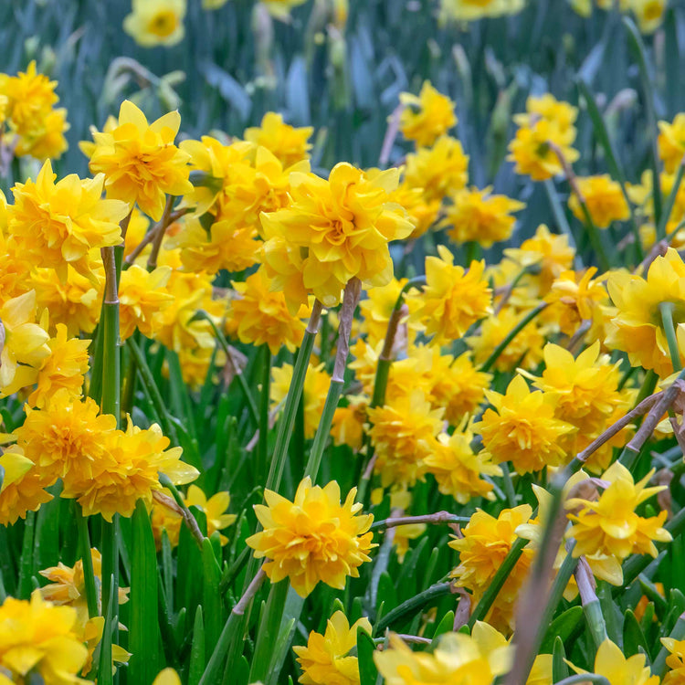 Narcissus 'Tete a Tete De Luxe' - 10 Bulbs