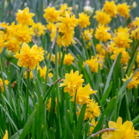 Narcissus 'Tete a Tete De Luxe' - 10 Bulbs