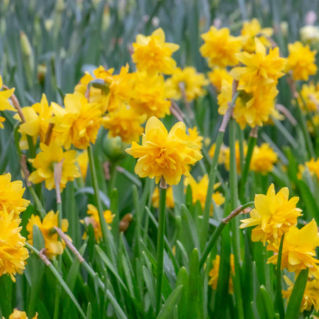 Narcissus 'Tete a Tete De Luxe' - 10 Bulbs