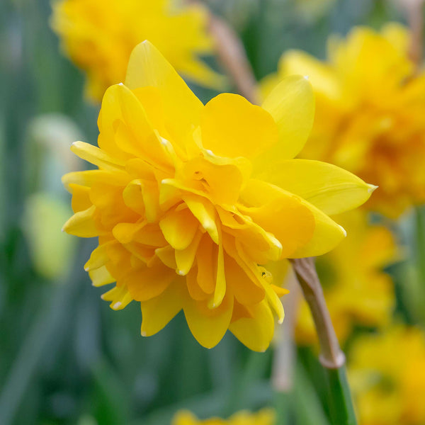 Narcissus 'Tete a Tete De Luxe' - 10 Bulbs