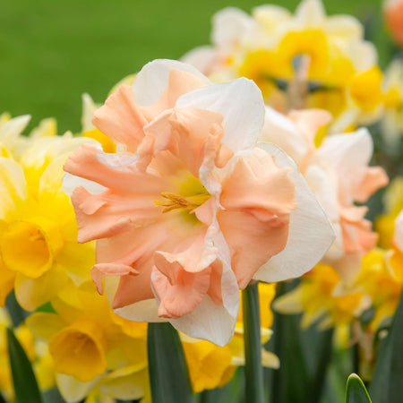 Narcissus 'Apricot Whirl' - 10 Bulbs