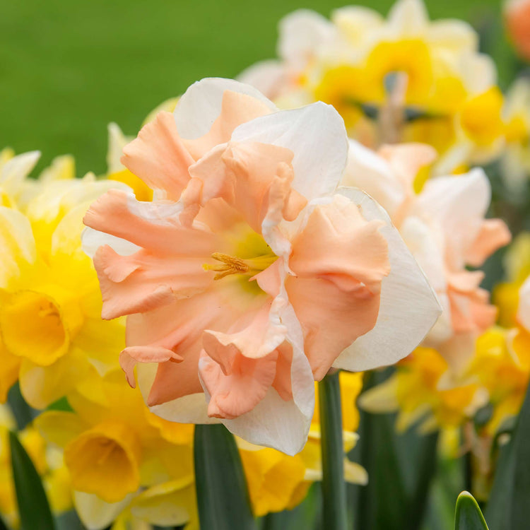 Narcissus 'Apricot Whirl' - 10 Bulbs