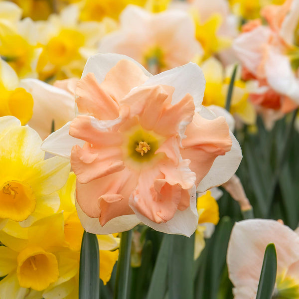 Narcissus 'Apricot Whirl' - 10 Bulbs