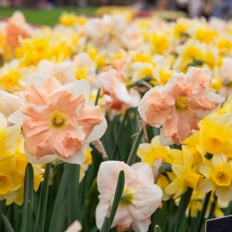 Narcissus 'Apricot Whirl' - 10 Bulbs