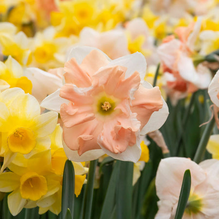 Narcissus 'Apricot Whirl' - 10 Bulbs