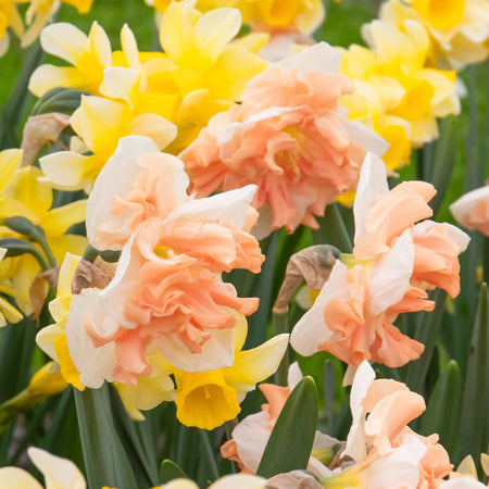 Narcissus 'Apricot Whirl' - 10 Bulbs