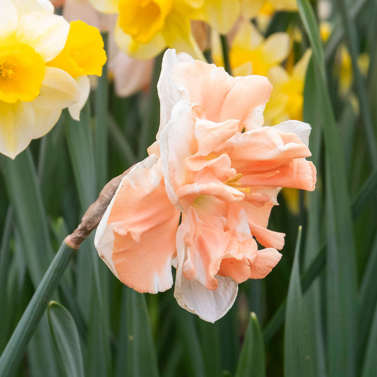 Narcissus 'Apricot Whirl' - 10 Bulbs