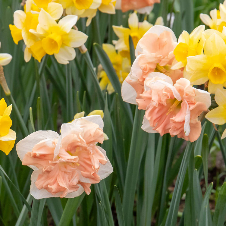 Narcissus 'Apricot Whirl' - 10 Bulbs