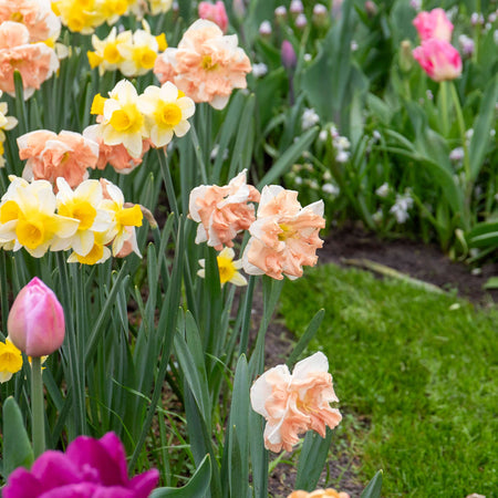 Narcissus 'Apricot Whirl' - 10 Bulbs