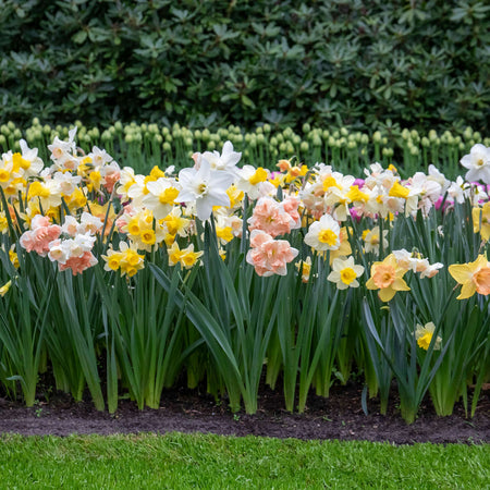 Narcissus 'Apricot Whirl' - 10 Bulbs