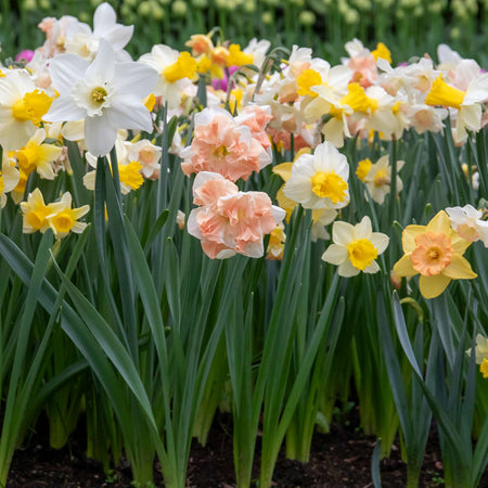 Narcissus 'Apricot Whirl' - 10 Bulbs