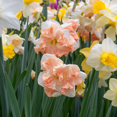 Narcissus 'Apricot Whirl' - 10 Bulbs