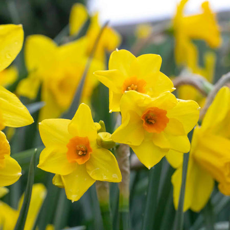 Daffodil Bulbs Mix 'Yellow Shades'