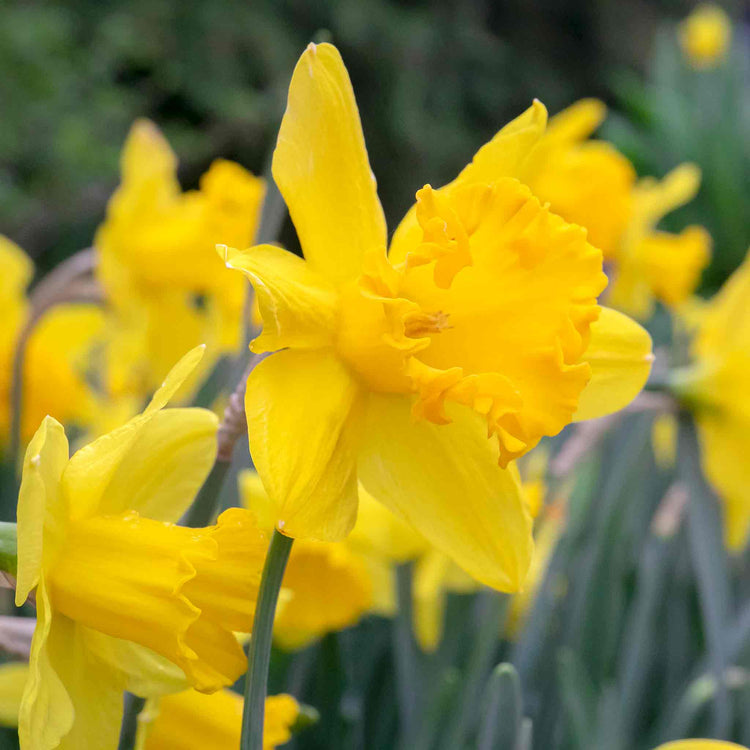 Daffodil Bulbs Mix 'Yellow Shades'
